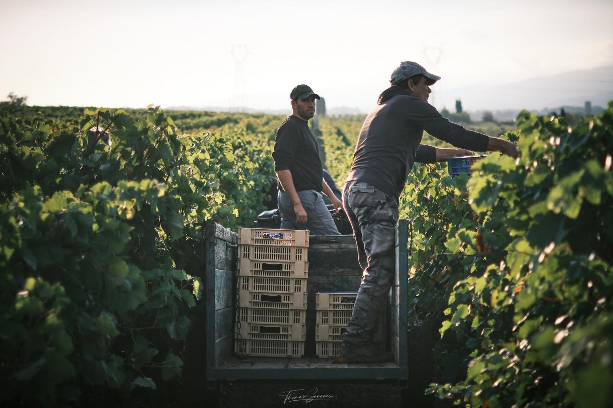 Domaine De Cantalauze Trèbes Extérieur photo